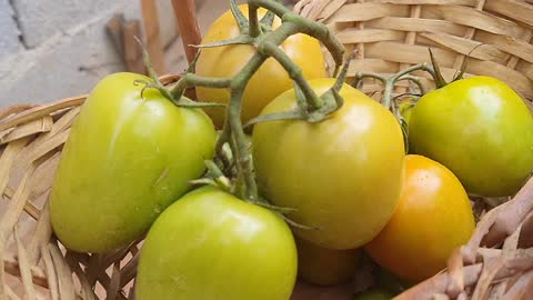 Colhi tomates orgânicos