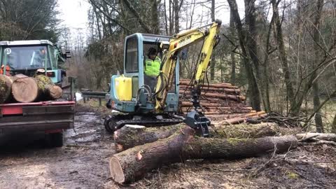 Eiche verladen mit Bagger Yanmar B 22