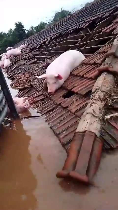 Ciclone extratropical no RS: porcos tentam se salvar em telhado