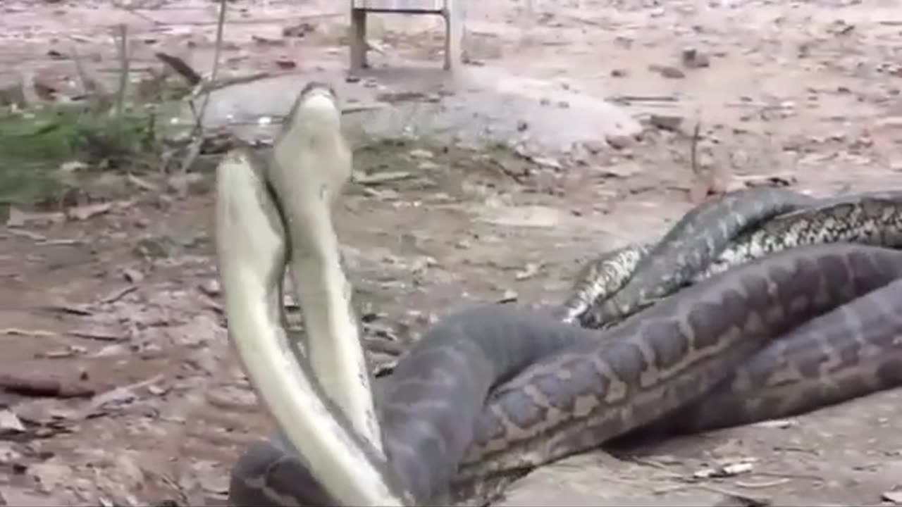 Fighting, mating or just a snake dance?