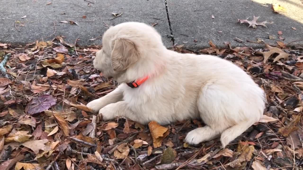 Growing With Goldens