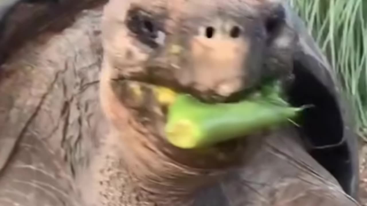Best Funny Animal Videos of the year (2023), funniest animals ever. relax with cute animals video