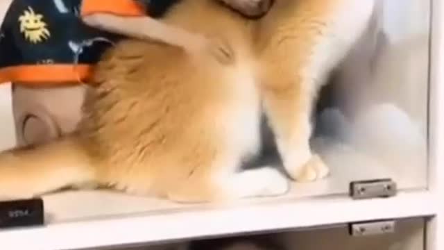 Cute cat funny video 🤣😂🤣😂🤣