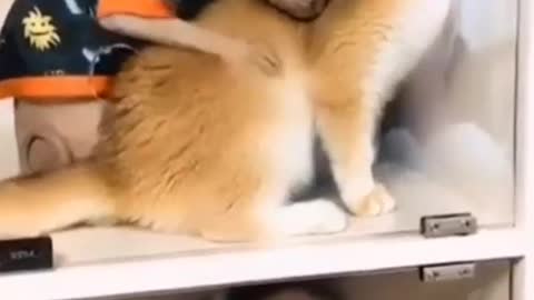 Cute cat funny video 🤣😂🤣😂🤣