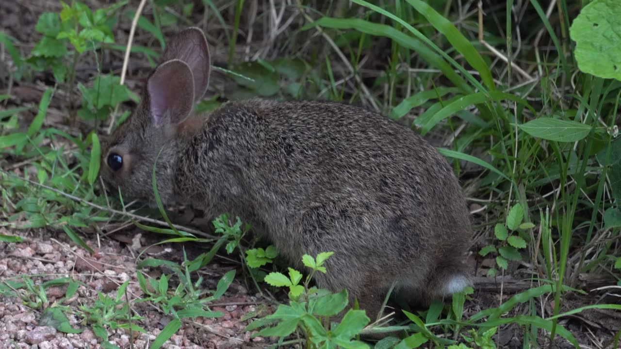 Bunny Rabbit Eating