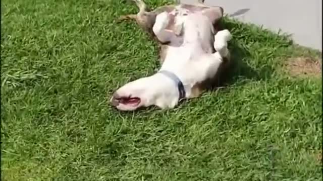 Best Compilation of Funny DOGS & Cute PUPPIES! -6