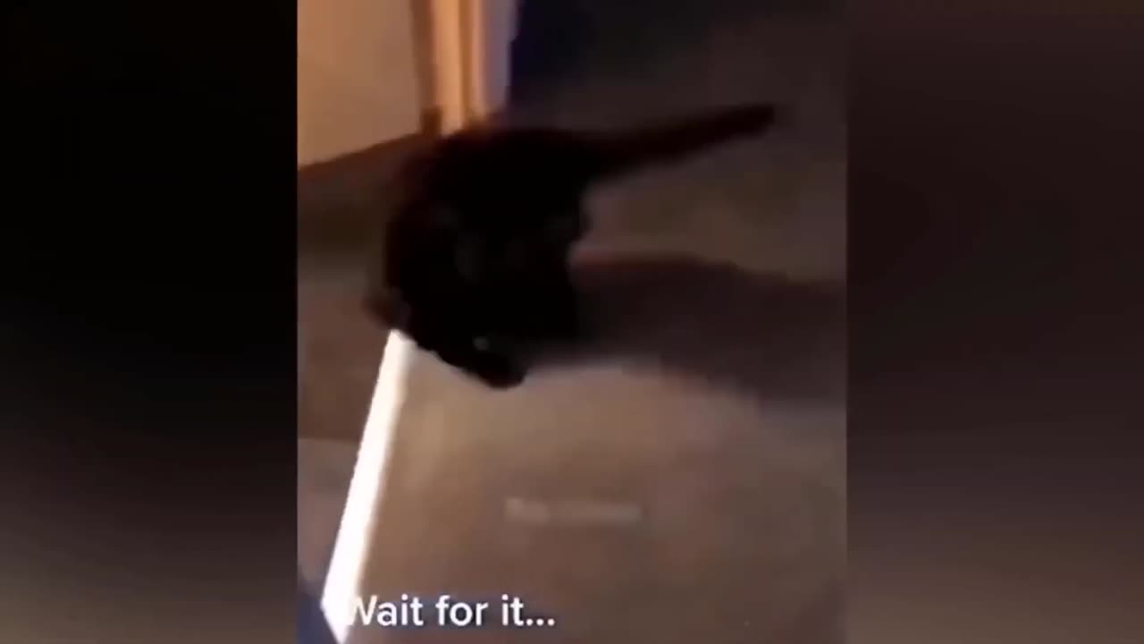 Insanely funny cat videos.