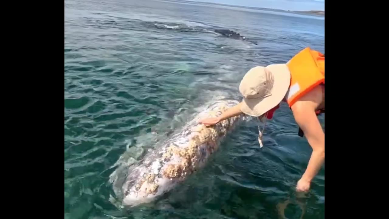 Huge Friendly Whale Wants Face Scratches 🐋