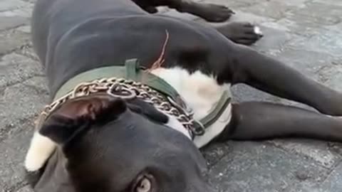 Watch the smartest dog in the world pretending to be dead