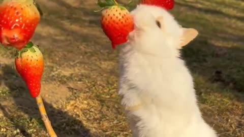 Rabbit Eating #shorts #viral #shortsvideo #video