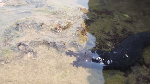 sea cucumber