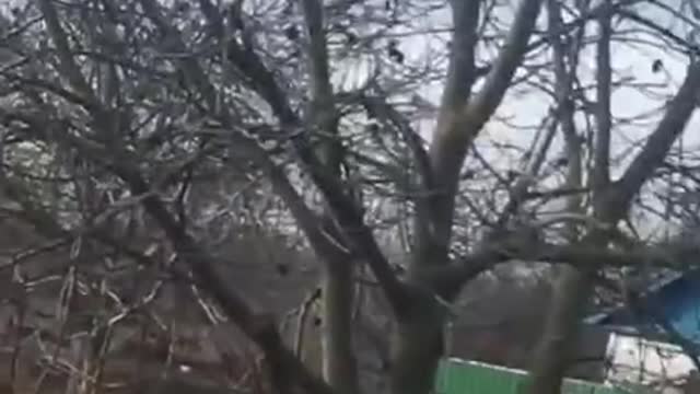 Russian Mi-28N in Mykolaiv region