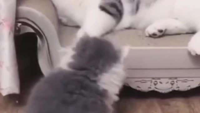 MOM CAT slaps kitty numerous times