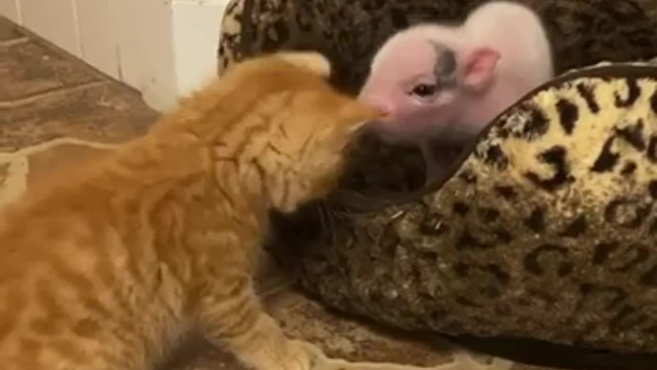 Little kitty and little piggy friendship #shorts #viral #shortsvideo #video