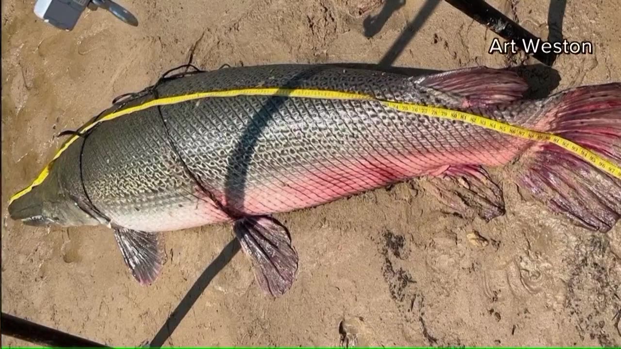 Massive alligator gar caught in Texas breaks world record