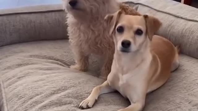 Dogs get curious when their owner say all of their favorite words on the phone.