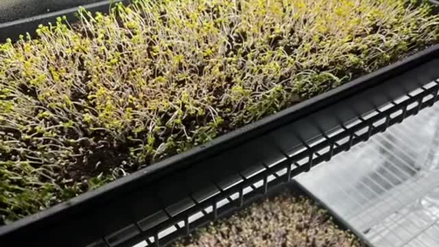 Microgreens under HLG beams