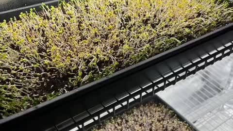 Microgreens under HLG beams