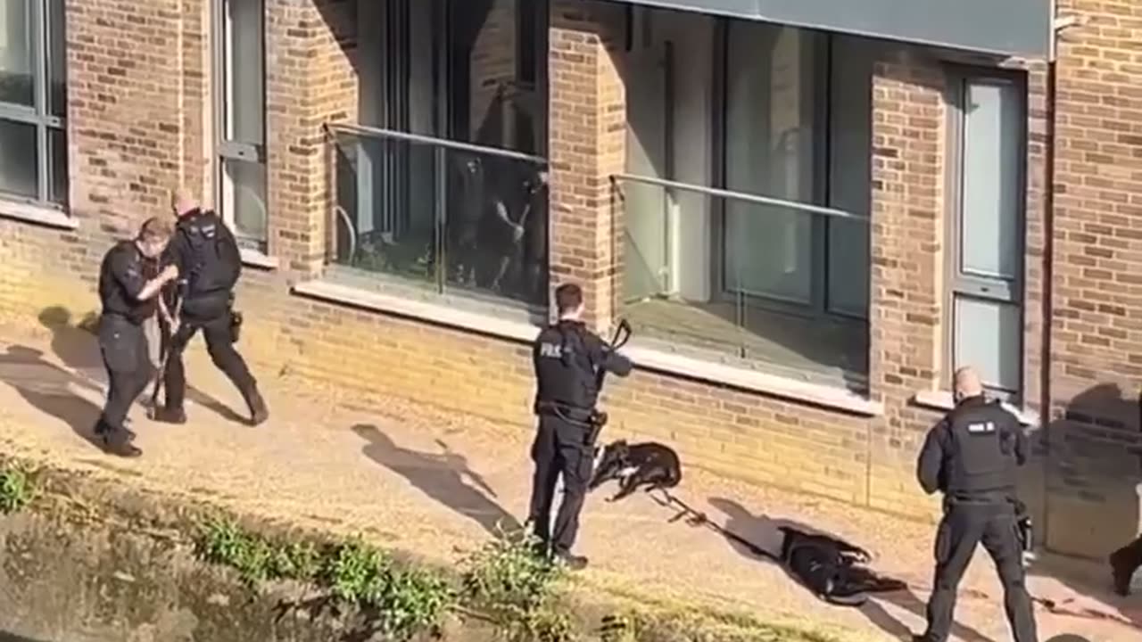 Scary cops blast two dogs