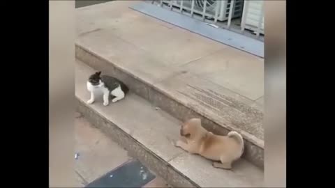 Funny Cat & Dog