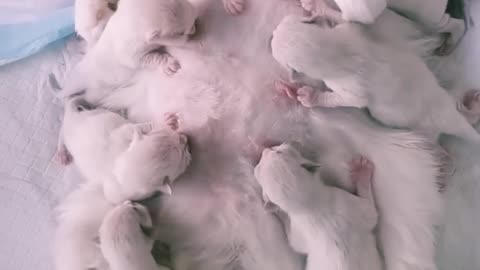 "Heartwarming Moment: Mother Cat Feeds White Kittens with Love 🐾"