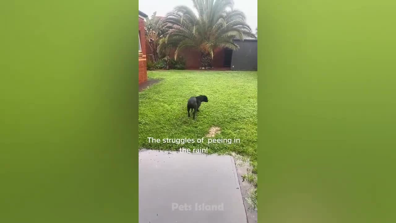 Pets Island