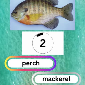 Fish Frenzy 13 A fast-paced quiz short