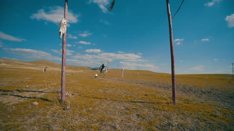 Horse run in the field