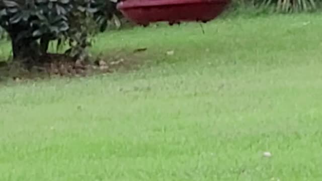 Hummingbirds feeding