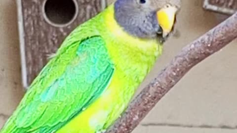 Beautiful birds