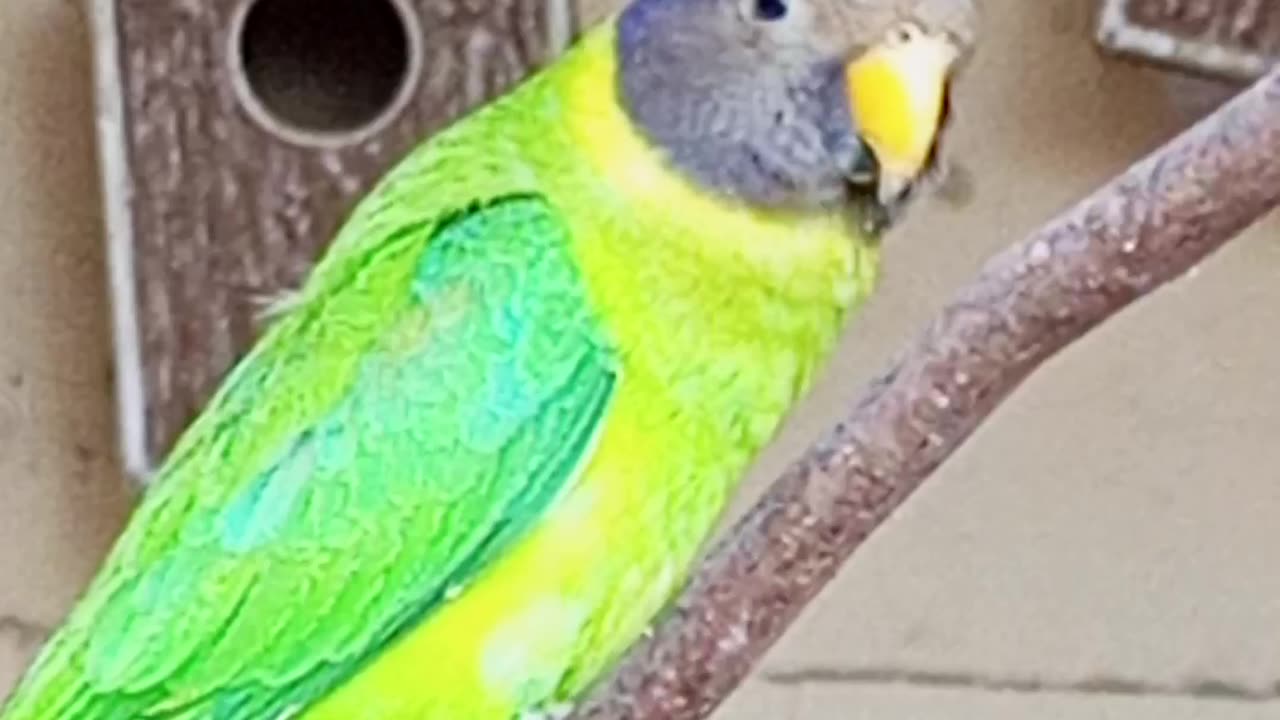Beautiful birds
