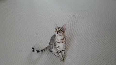 Bengal Kitten Vs Balloons