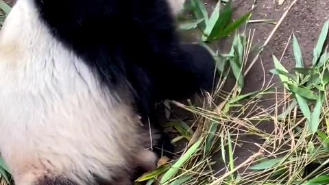 playful animals | Belly panda