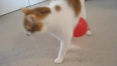 Balloon glued cat