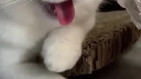 Funny Video - Cat Funny Video - Funny Moment - 🤣🤣