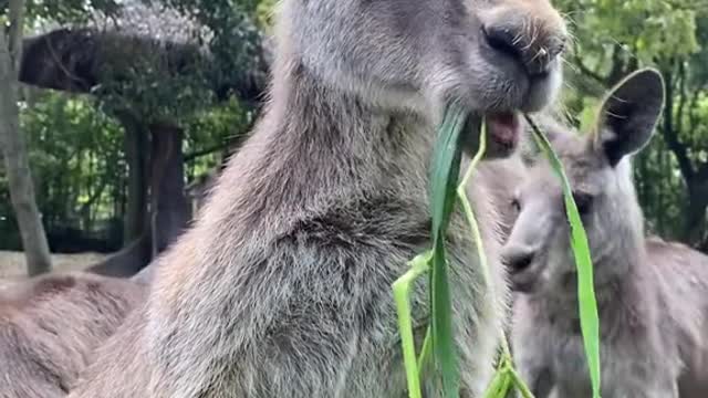 kangaroos