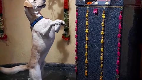 मोटेर उगेफेन पहले!🙏🙏🕉️Dog 🐶 🐕