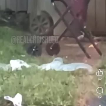 Confirmed Cat Eaters in America?