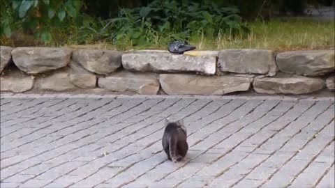 food chain in real animal life