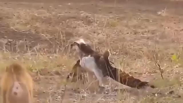 Eagle FightsMonkey