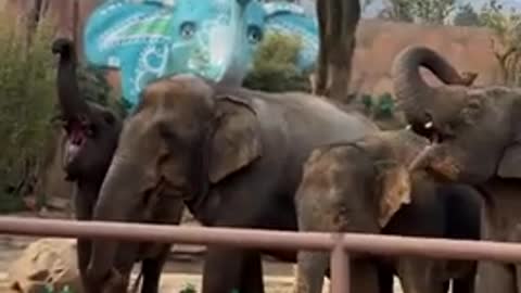 Most funny Wild animals cutest baby Elephant