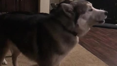 Adorable Husky howling