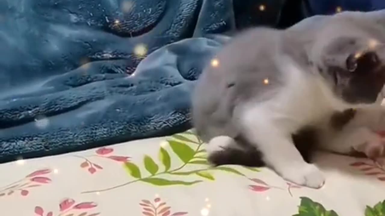 cute cat funny momentscute cat funny moments
