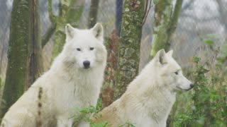 The melancholy of polar wolves