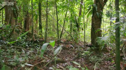 Filming The World's Deadliest Bird | Wild Stories | BBC Earth