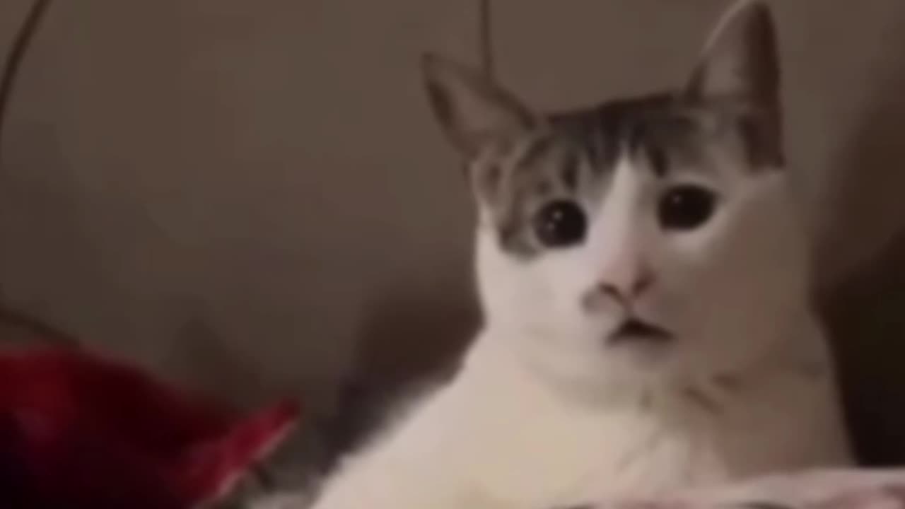 surprised cat