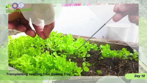 how to #hydroponics Setup