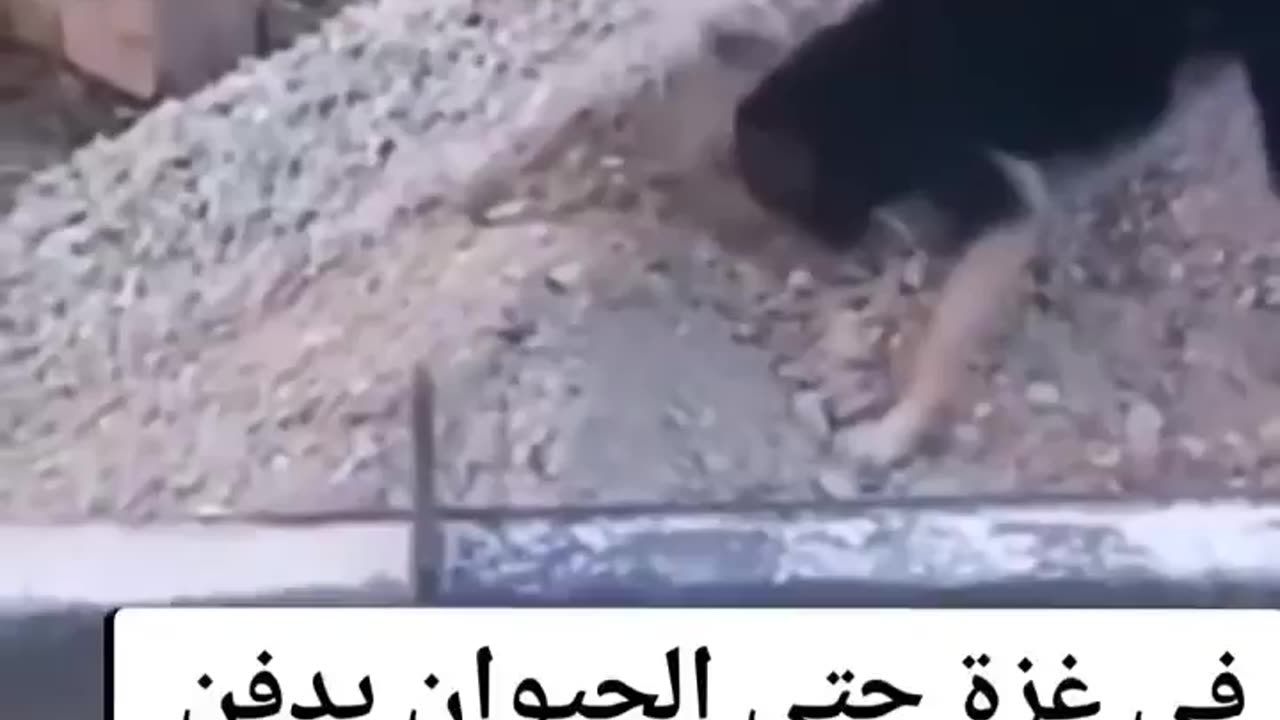 Animals burying their babies because of Israeli terrorism