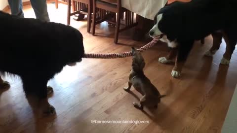 Pequeño perro salchicha gana una épica cinchada contra dos Boyeros de Berna