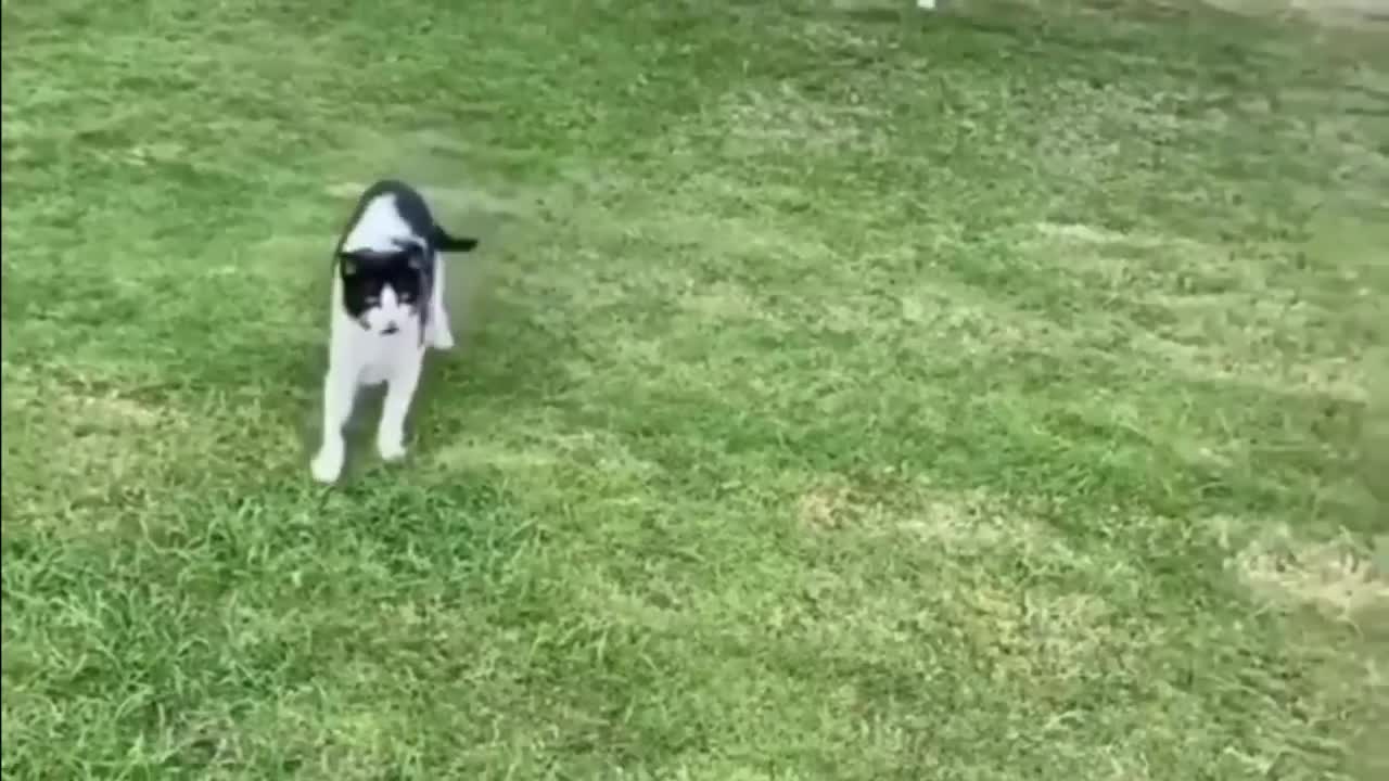Funny Cats Compilation 2022 - watch this to laugh your head off 🤣
